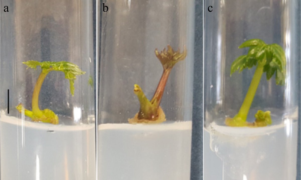HortiPlant's tweet photo. #TIH 
In vitro protocol for arracacha: B5 + 0.3 mg/L BAP + 0.1 mg/L NAA boosts shoots; ½ B5 with PVC seals improves rooting and hardening. 
@MaximumAcademic @aBIOTECH5 #Arracacha #TissueCulture
Details: https://t.co/Bpl3B4TcZd https://t.co/cknY77B2L6