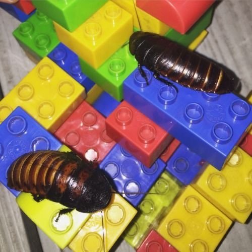 🪳NUMBER 1 UNPLEASANT GRADIENT LOVER TO EVER EXIST tweet media