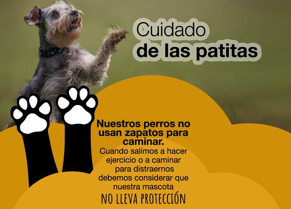MyPetTipsInfo's tweet photo. Golpe de Calor: Cómo Prevenirlo en Perros y Gatos https://t.co/95UJBINxyy https://t.co/8x55FkSfIa