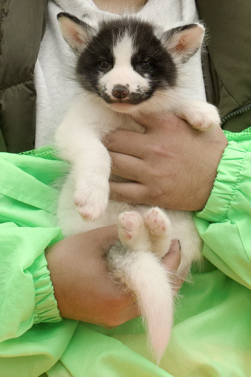 狐仙人乃弟子 トコノ オルタ tweet media