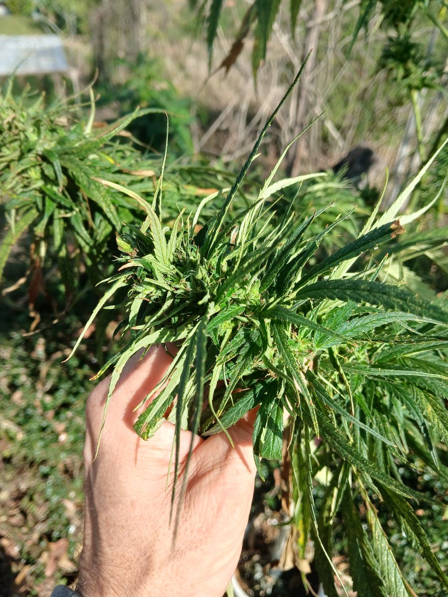 isnatious tweet media