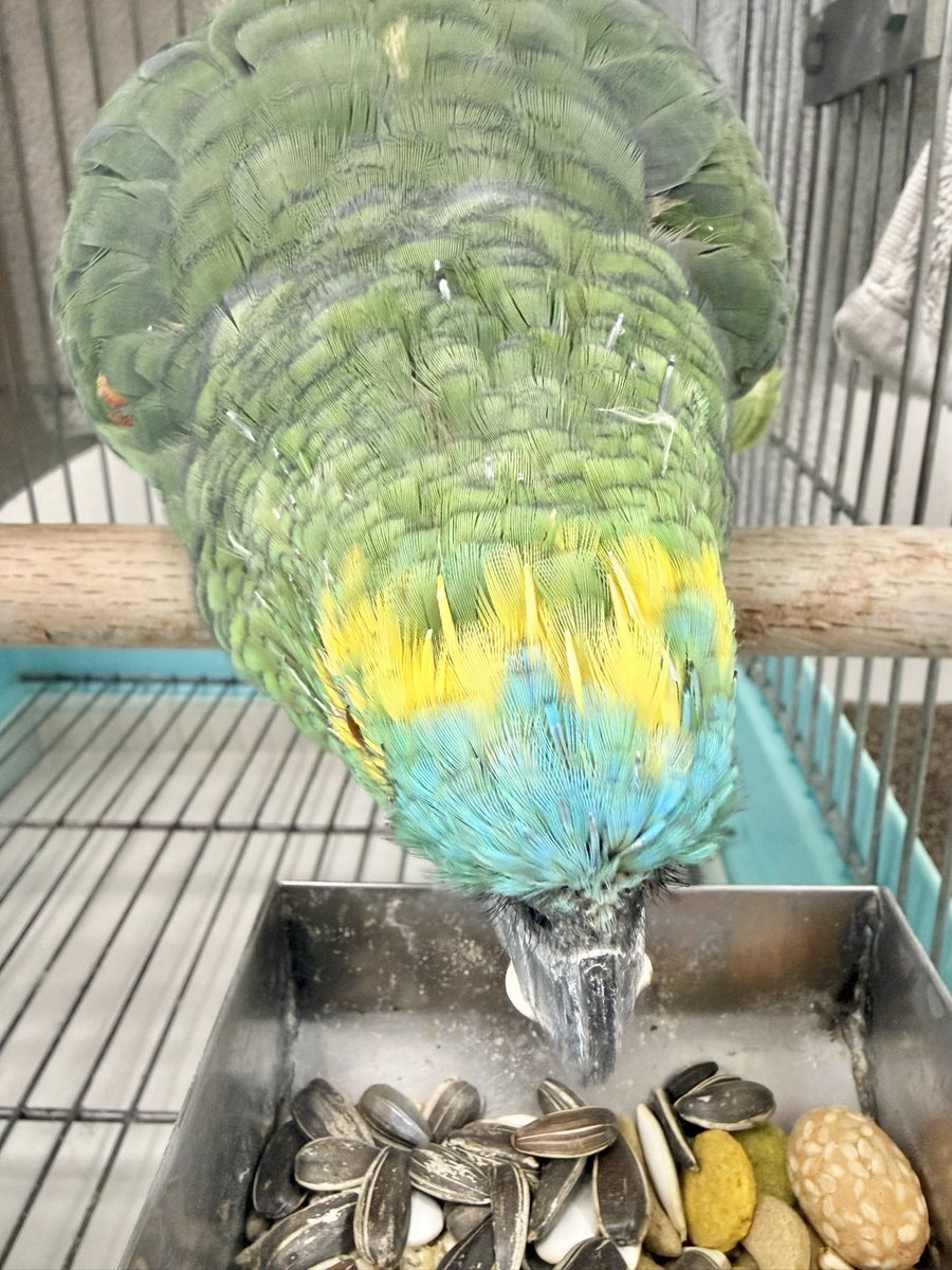 七（ナナ）🦜アオボウシインコ tweet media