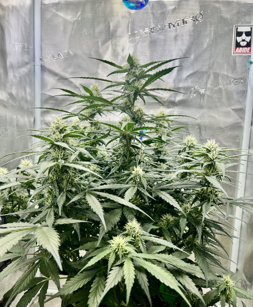 BeanGenie PNW tweet media