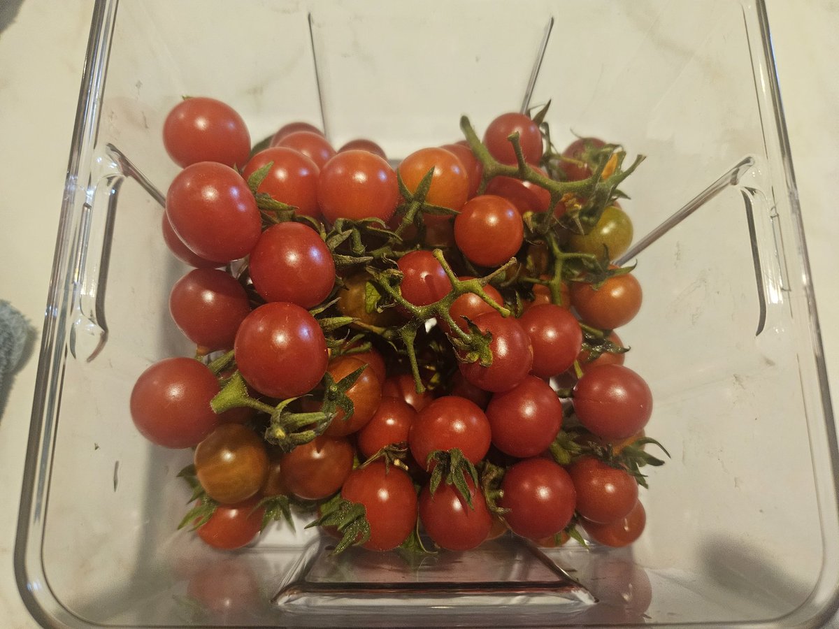 kezab's tweet photo. The self seeded tomato plant that still keeps giving ❤️ https://t.co/cfiq0a0K5U