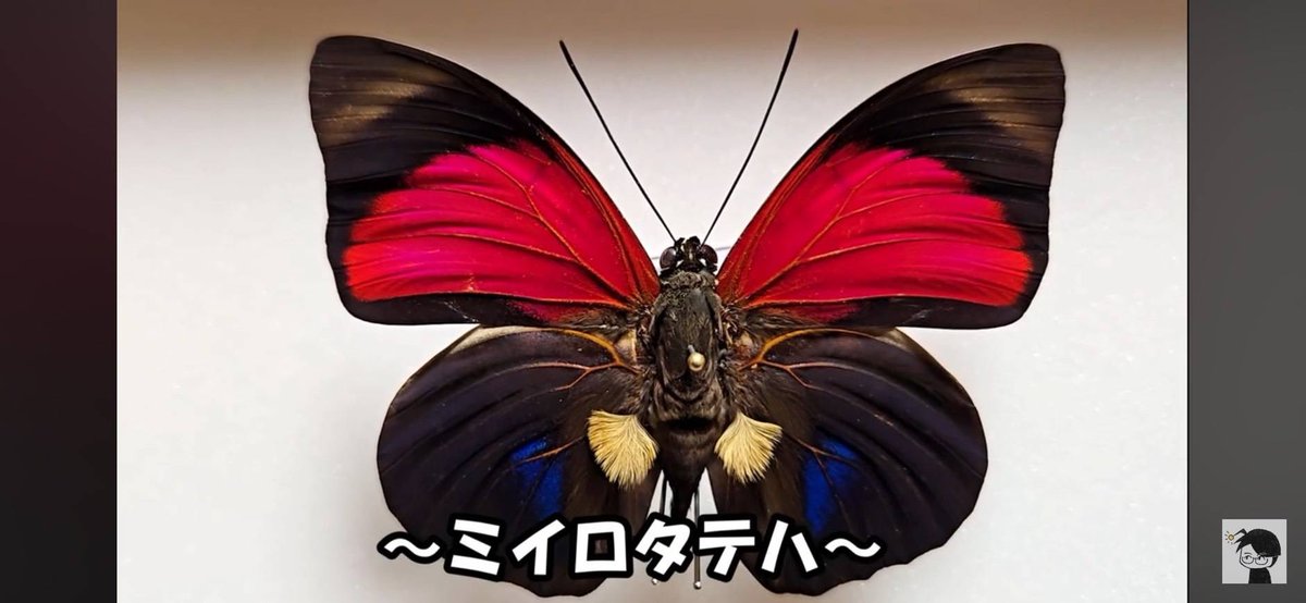 horikawa_bug's tweet photo. 「#堀川ランプの昆虫列伝」最新回です！

今回はミイロタテハについて！
高い値段で取引されているこの蝶の理由とは…？？
理由を考えながらぜひ見てください！！

📱→ https://t.co/KhFvfA0J6j

#ミイロタテハ https://t.co/QcP2p0UU3Z