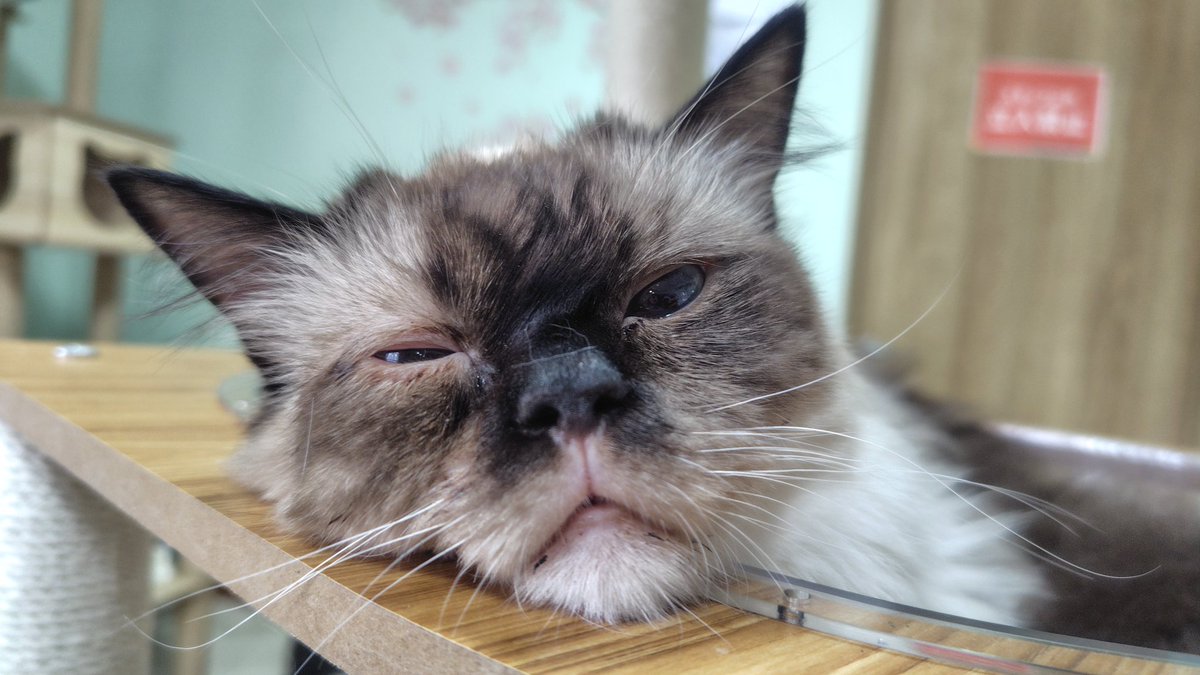 amipaaizu's tweet photo. ハッチくん・ジャンくんは今後、石巻店に移動となりますが、たくさんお名前を呼んで遊んであげてくださいね😊
会津店の仔猫・ベンくんも合わせ、3匹の仔猫ちゃん含め猫スタッフ一同、たくさんのお客様のご来店お待ちしております(*^^*) https://t.co/MD9CgQRIcB