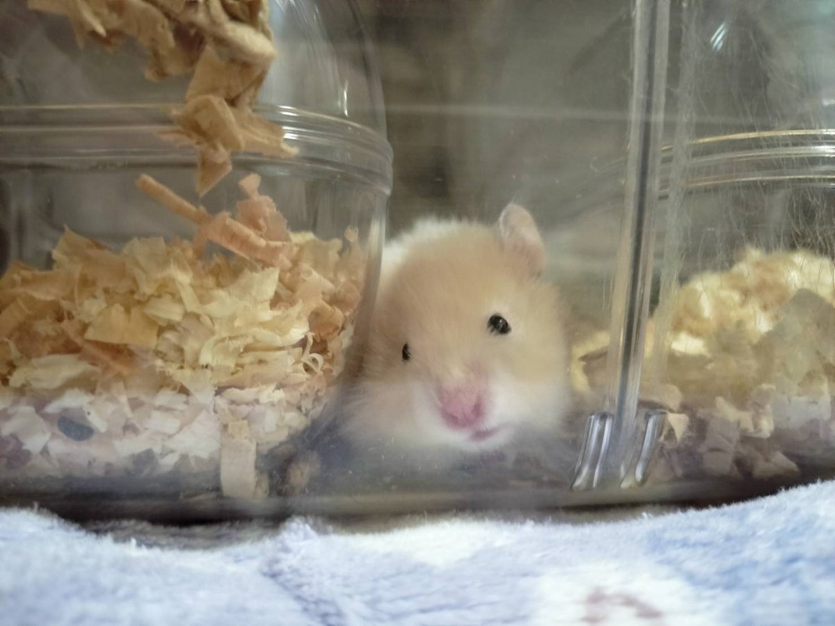 Asukacoolworld's tweet photo. 家族が増えましたー🐹 https://t.co/RGubOaCEaE