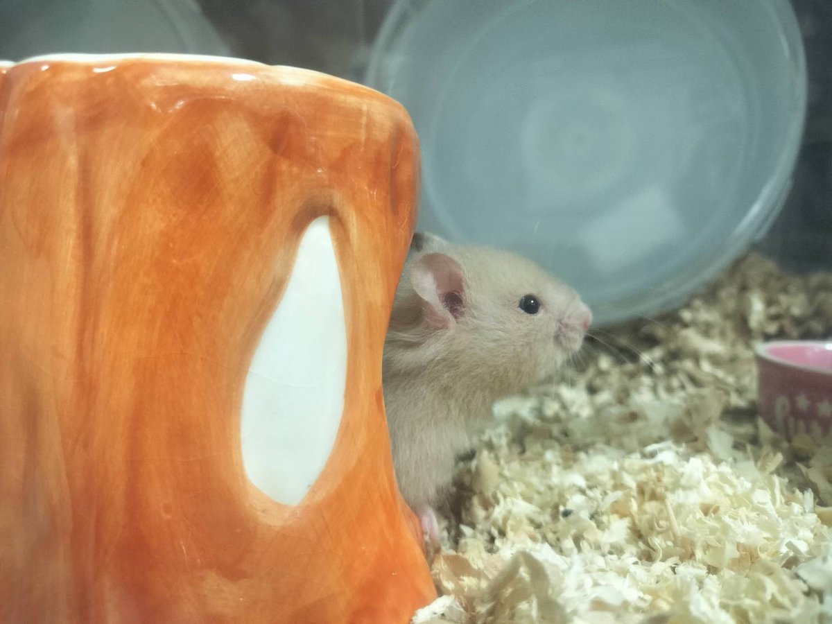 Asukacoolworld's tweet photo. 家族が増えましたー🐹 https://t.co/RGubOaCEaE