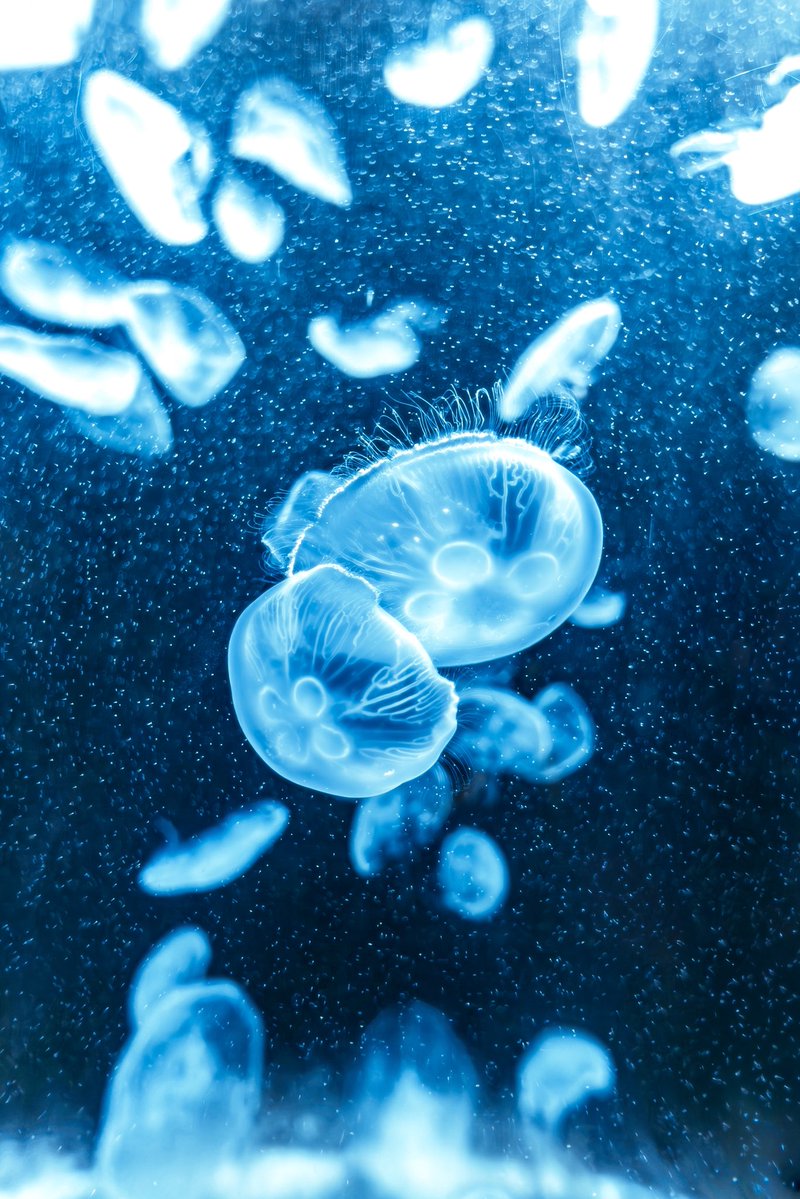 𝓀𝒾𝓀𝒾／ｶﾞﾗｽ玉 𓈒𓏸 𓆝𓊛 tweet media