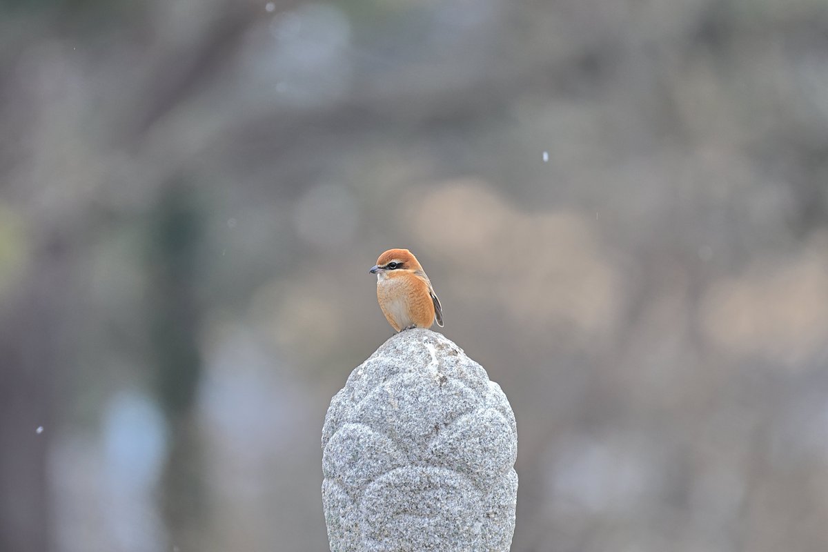 천리포수목원 tweet media