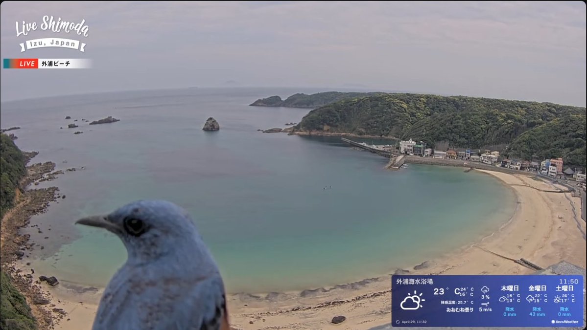 ヴァンザイダー tweet media