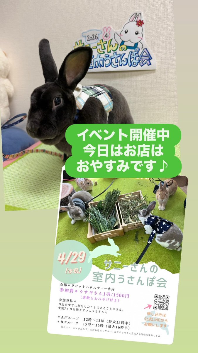 横須賀のうさぎ専門店ラビットハウスサニー tweet media