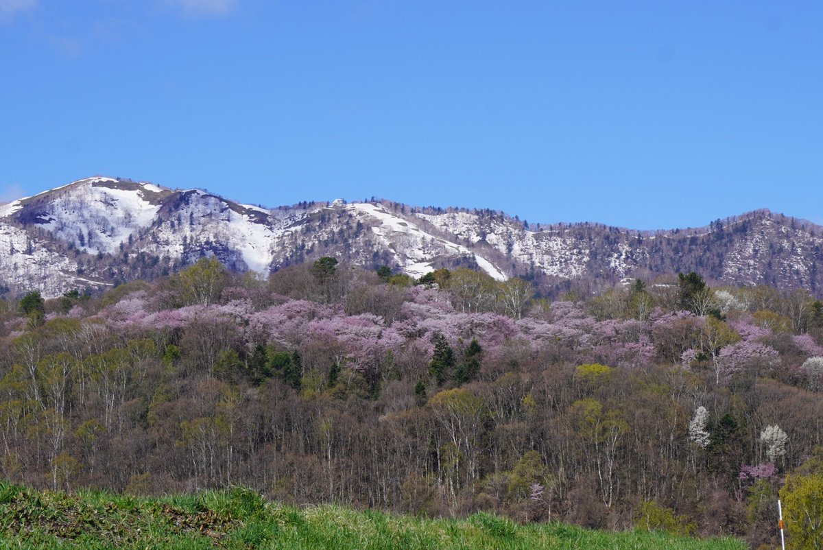 furanokankou's tweet image. 快晴！午後から曇りのち雨ですけど😅
そしてちょい寒です。

#富良野　#桜と雪　#ドライブ　#北海道　#桜前線
#開花　#ゴールデンウィーク