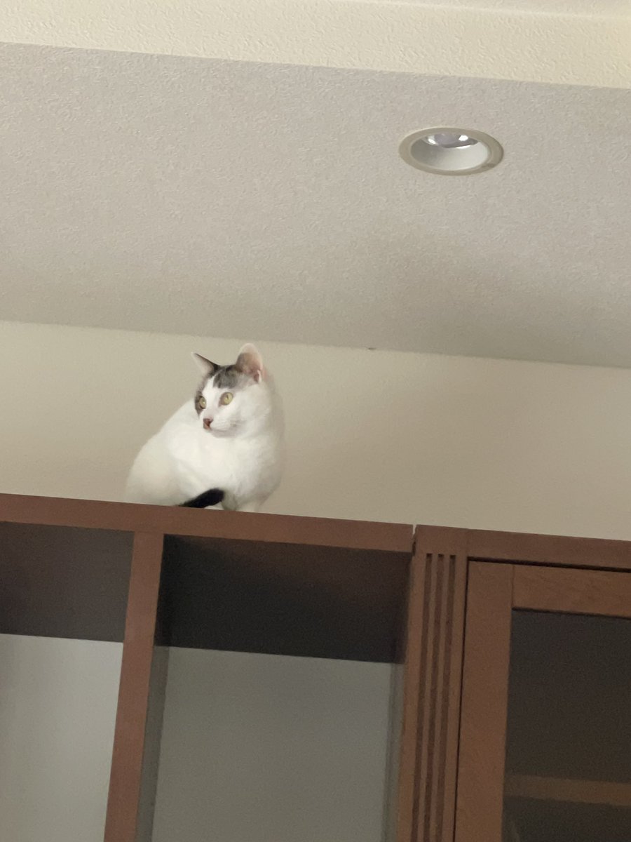 兎ｻﾝ。 tweet media