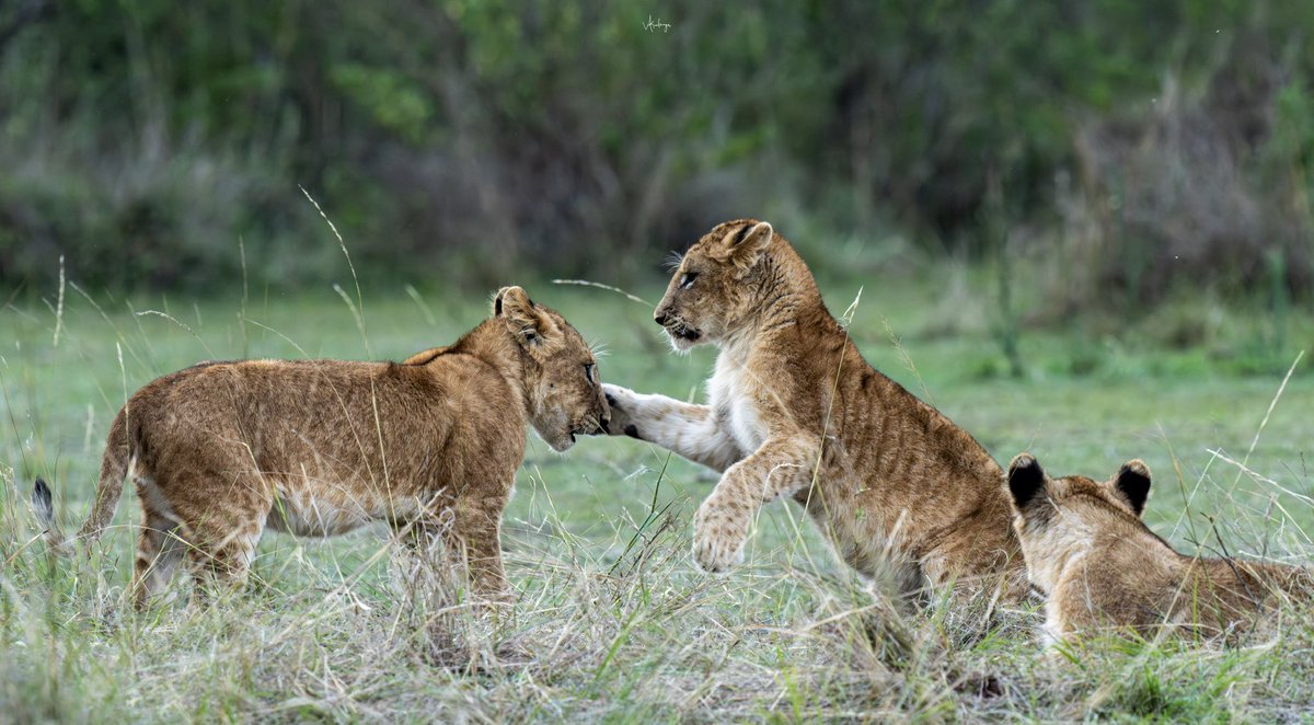 Vijaykulange's tweet image. Lion cubs playing .. fearless about future ..!!
#morning clicks 
@AMAZlNGNATURE