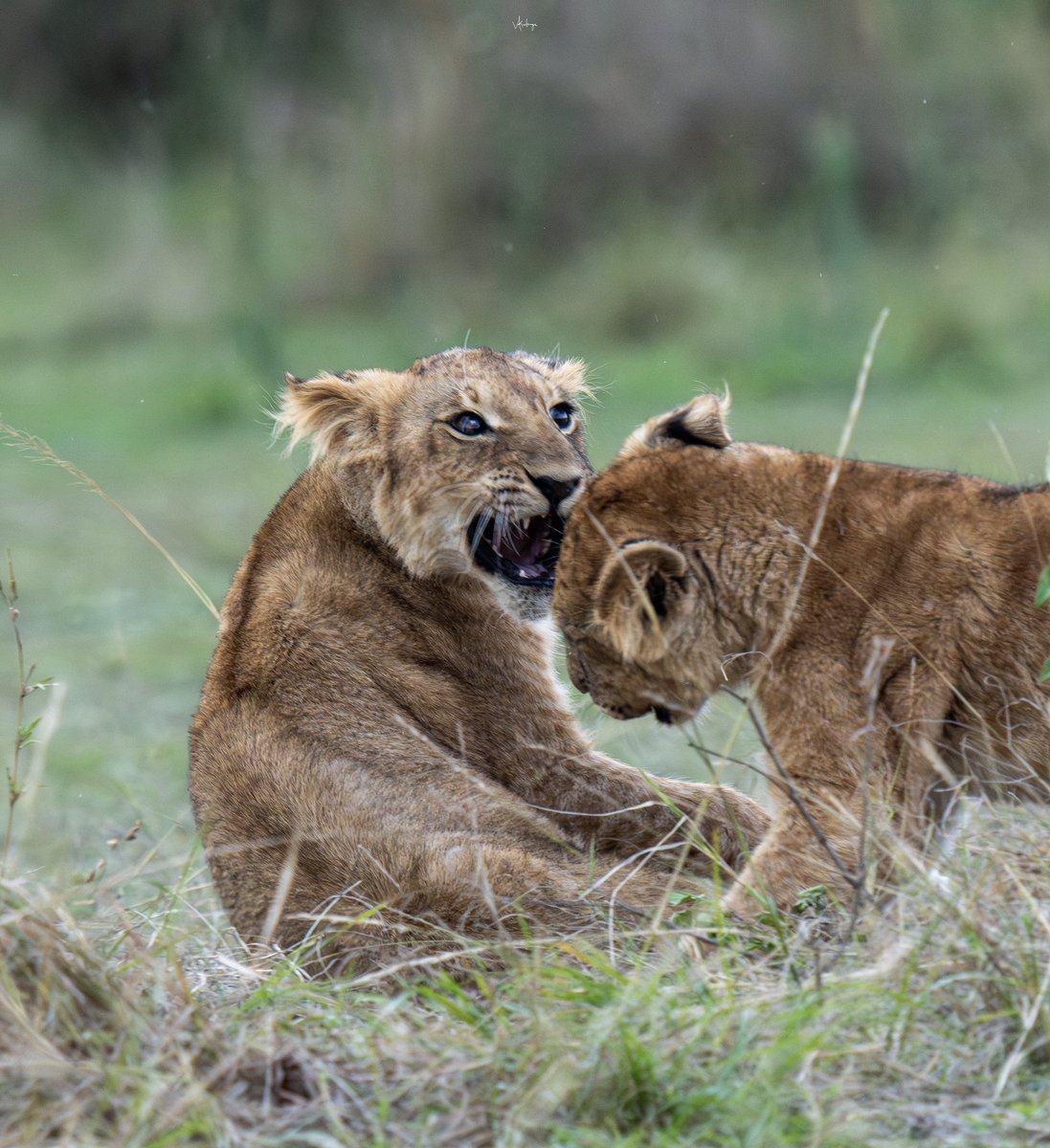 Vijaykulange's tweet image. Lion cubs playing .. fearless about future ..!!
#morning clicks 
@AMAZlNGNATURE