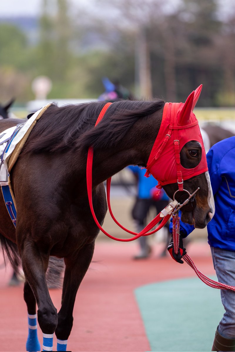 ほむん tweet media