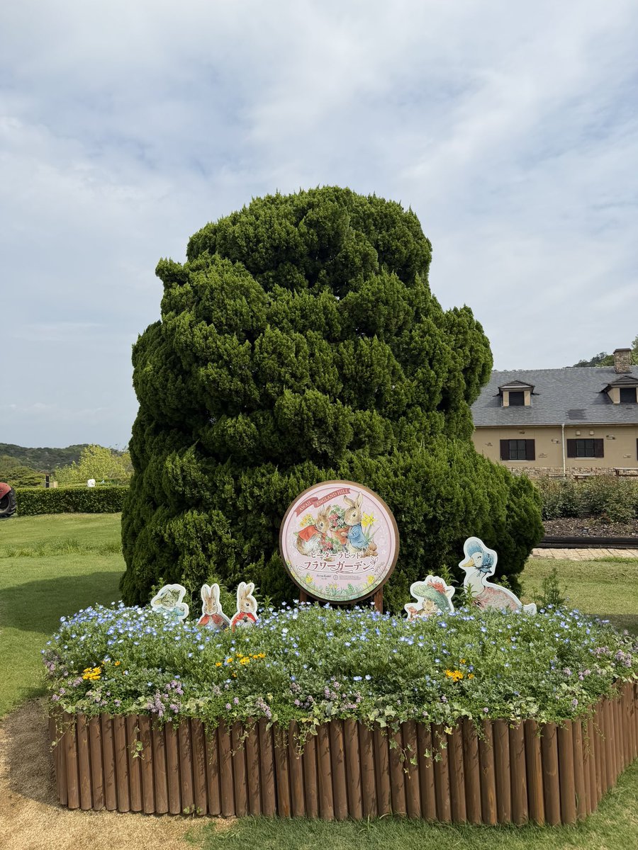 kumi_629's tweet photo. 淡路ファームパークイングランドの丘にコアラのマーチ🐨がきますよー
#淡路ファームパークイングランドの丘
#MinamiawajiCity
#コアラ
#コアラのマーチ
#イングランドの丘
#ネモフィラ https://t.co/E0JSqFGxxu