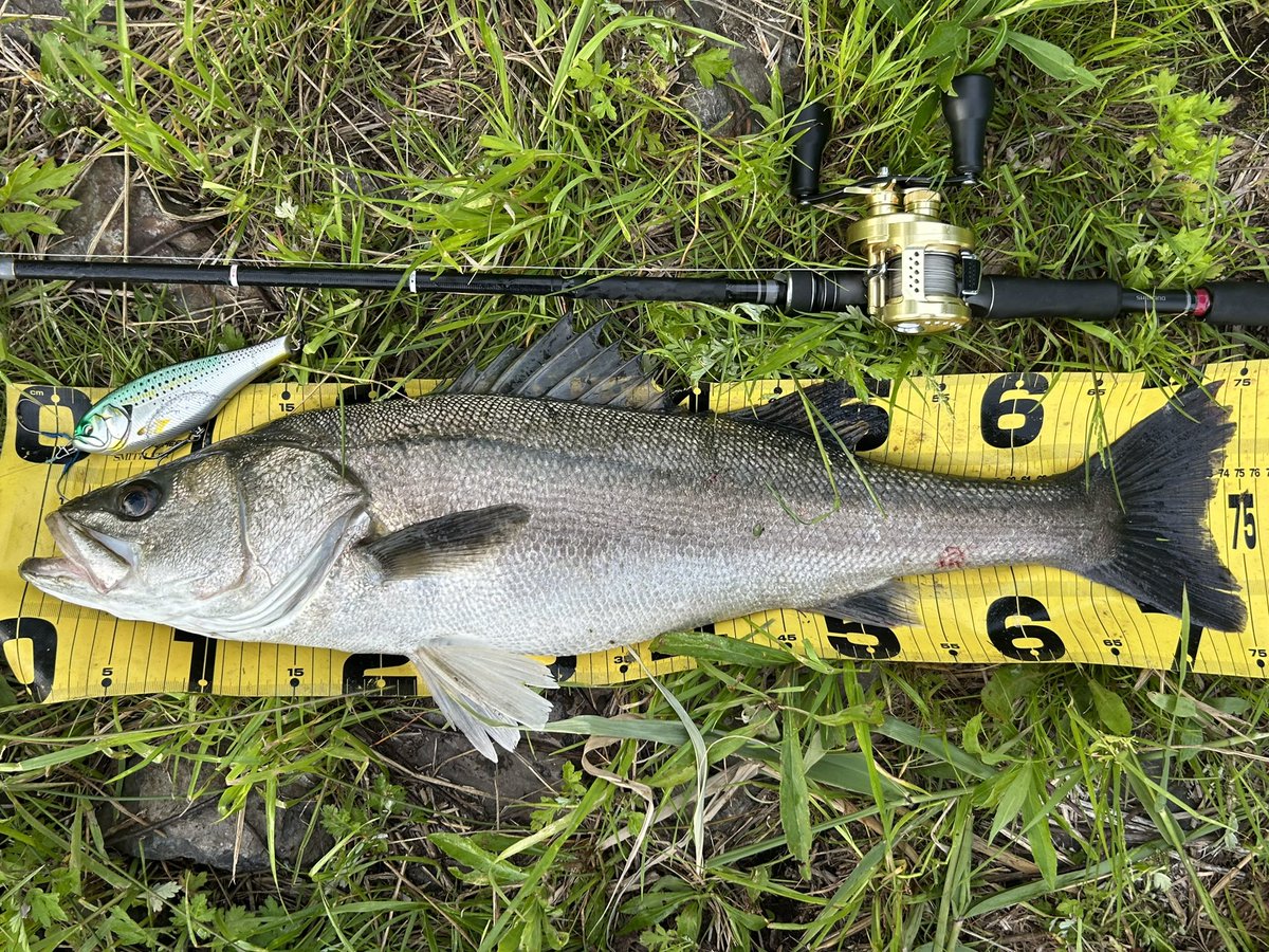 shigefish tweet media