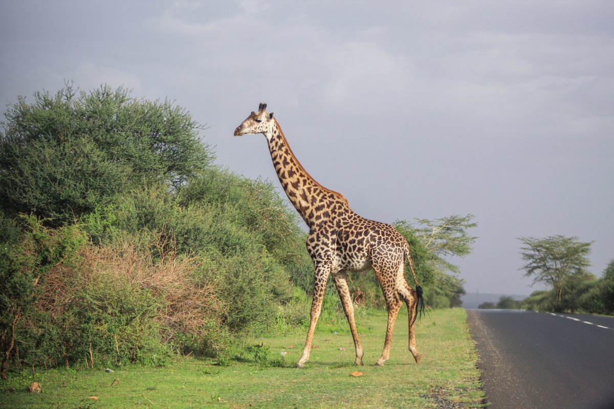 𝐦𝐢𝐜𝐚𝐡 tweet media