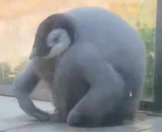 ぺんぬいVT☁️🐧 tweet media