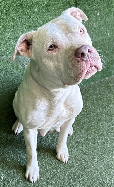 LancasterAnimalShelt tweet media