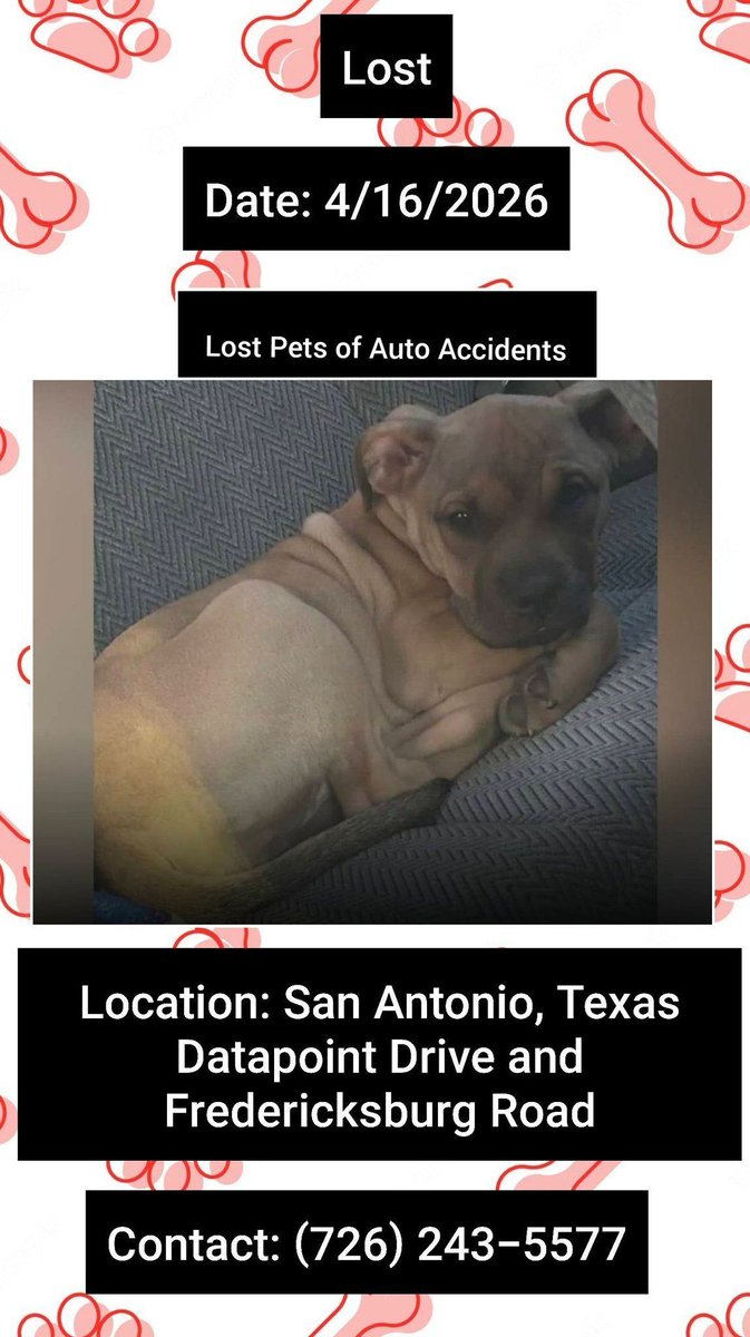 Arepaki's tweet image. Honey went through the windshield during a head on car collision
4/16/26
#SanAntonio #Texas 
Datapoint Dr &amp;amp; Fredericksburg Rd
Female
Mix
Blonde
Last seen whimpering &amp;amp; crying leaving the scene of the accident
Please contact (726) 243-5577 w  any sightings #TX #BexarCounty #Lostdog