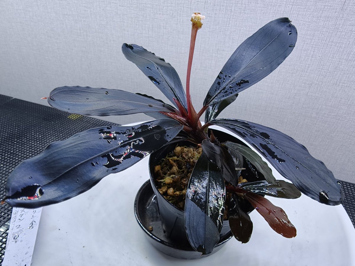 kiboudeko's tweet photo. Bucephalandra sp."Menukung2" Kab.Melawi 
2018/12 【TB便】

大きく育ったムヌクン２

やっぱりカッコイイ✨
新葉の赤錆色も、その後の濃い葉色も！

#Bucephalandra
#ブセファランドラ
#TB便 https://t.co/hI4x6vj7zS