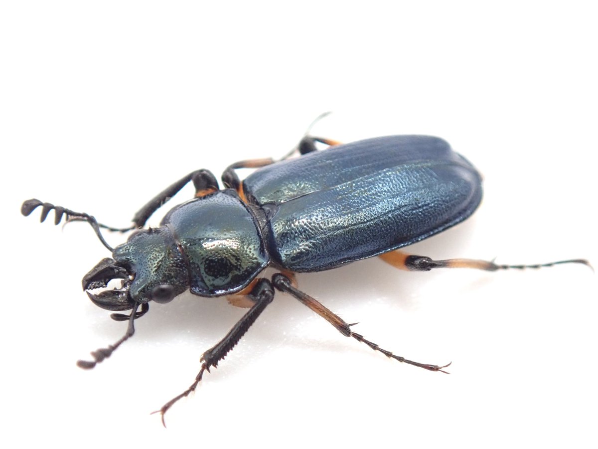 BEETLE GARDEN開店します！ 貴重な飼育品！！ ユキグニコルリクワガタ