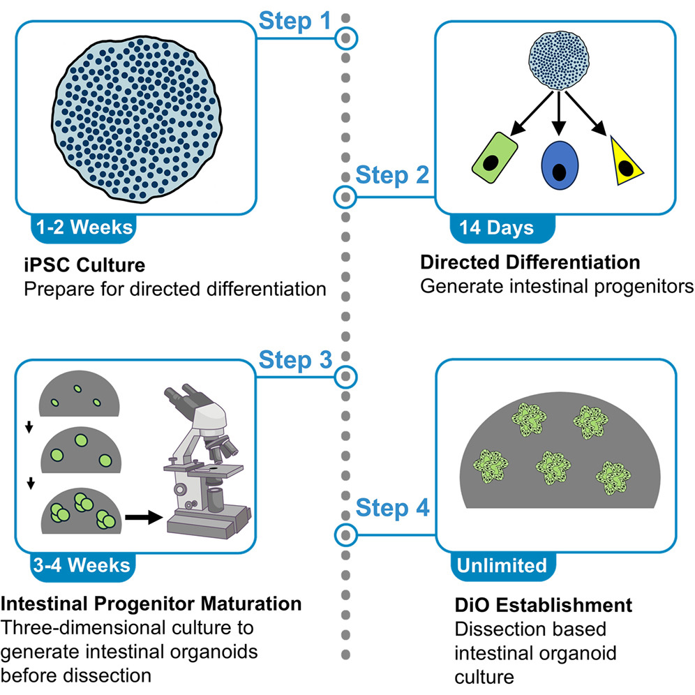 Organoid News tweet media