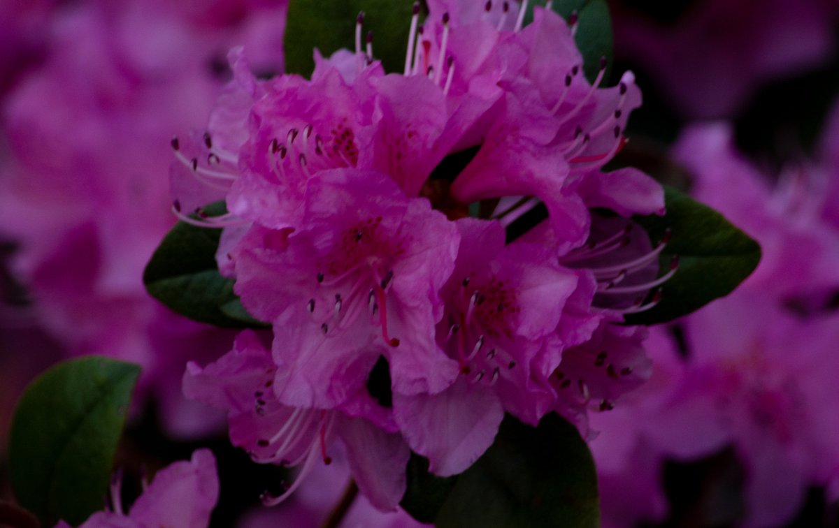 Poptarty 🩷 tweet media