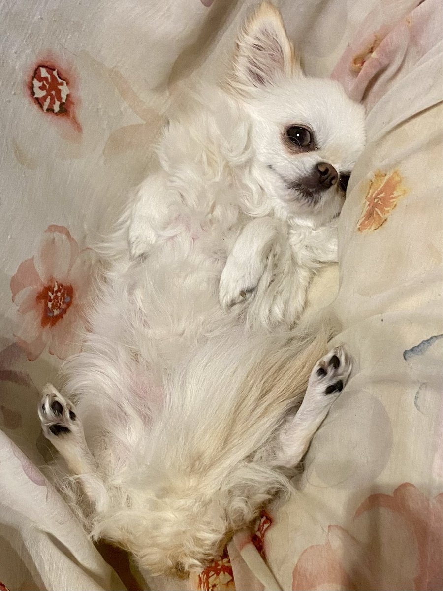 mitsukipapa's tweet image. 今日のワンコ
#チワワ　#犬のいる暮らし
#ごろーん