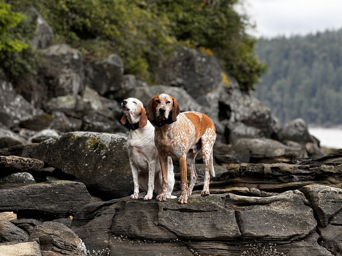 jackiegirrl2's tweet photo. @jaketapper Trooper, such a sweet boy❤️! We have 2 rescued coonhounds as well! Hound dogs are the best! Trooper meet Harlow (Walker/Red tick). She recently turned 13 and Watson (Red tick) who turns 10 in a few days! https://t.co/3Y4etAksKI