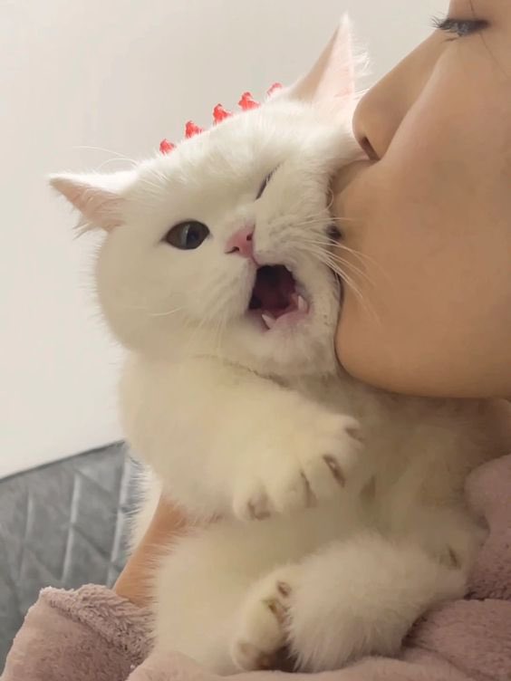 Katz Lee. ★★ tweet media