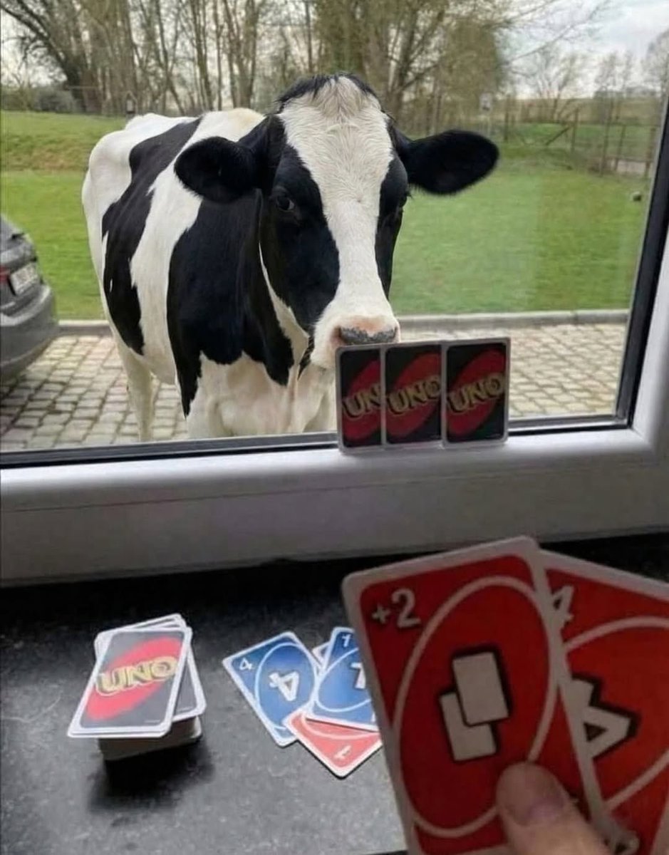 cow tweet media