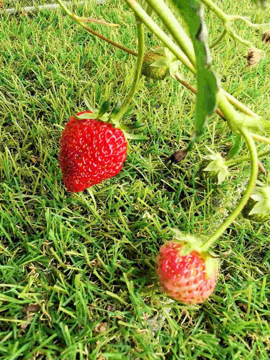 アステカ（ｔ） tweet media