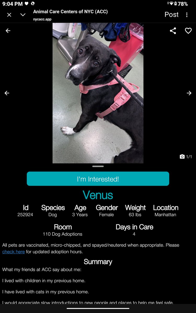 CharBolen's tweet image. VENUS 🩷#252924   3yr old Girl 🩷 #Nycacc
Beautiful sweetheart new to shelter owner surr 
She's ready to begin a new life and she needs 
a good home and lots of love 🩷 Lived w cats
and kids..a bit shy and unsure in this scary 
shelter world..
#Adopt#Foster#Pledge
4EVER HOME ♥️🏡