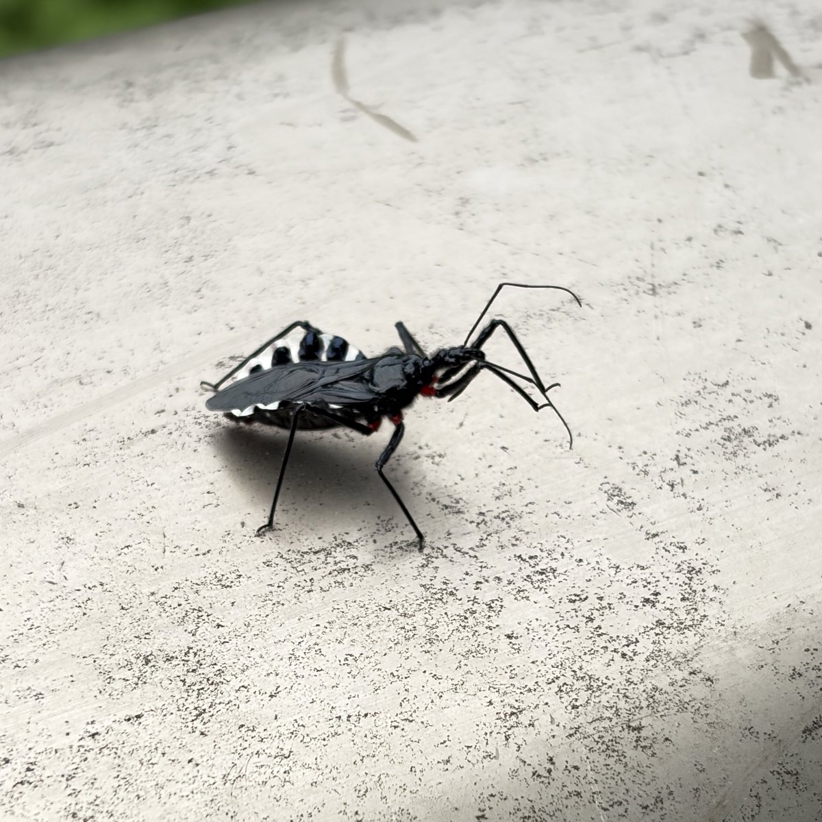 超辛グランマサラー @調布 tweet media