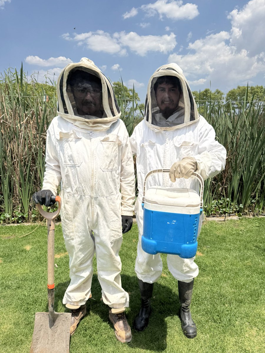 MetepecAmbiente's tweet photo. Atendiendo la solicitud ciudadana, el día de hoy realizamos el retiro de un panal de avispas que se encontraba en un domicilio en el pueblo de San Lucas Tunco. Agradecemos a los apicultores que inmediatamente buscaron un nuevo refugio para esta especie. https://t.co/hLIoUPOjPb
