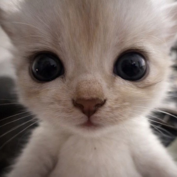 shy ★ ૮₍˶.◜◡◝ ⑅₎ა ★ tweet media