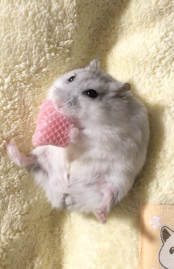 けぇこ🍆 tweet media