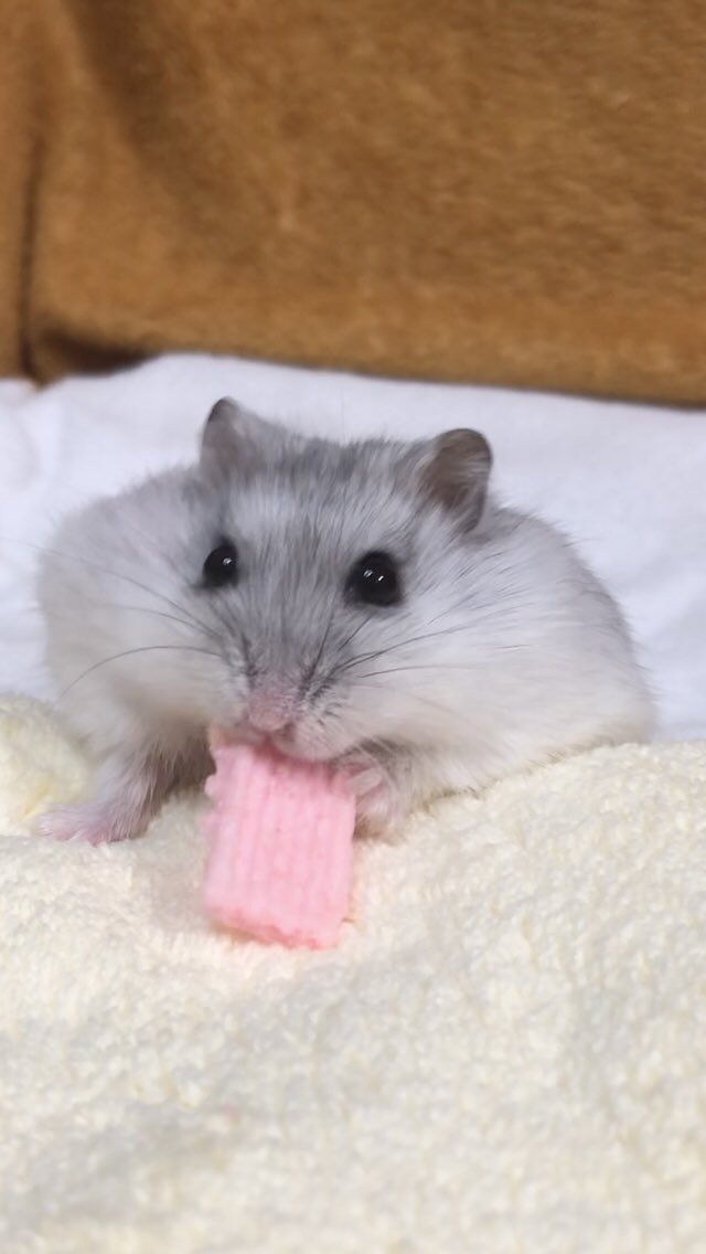 けぇこ🍆 tweet media