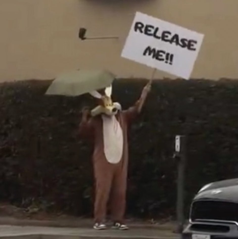 Carterthe_Great's tweet image. First Comes Shirts! Then...
#CoyoteVsAcme