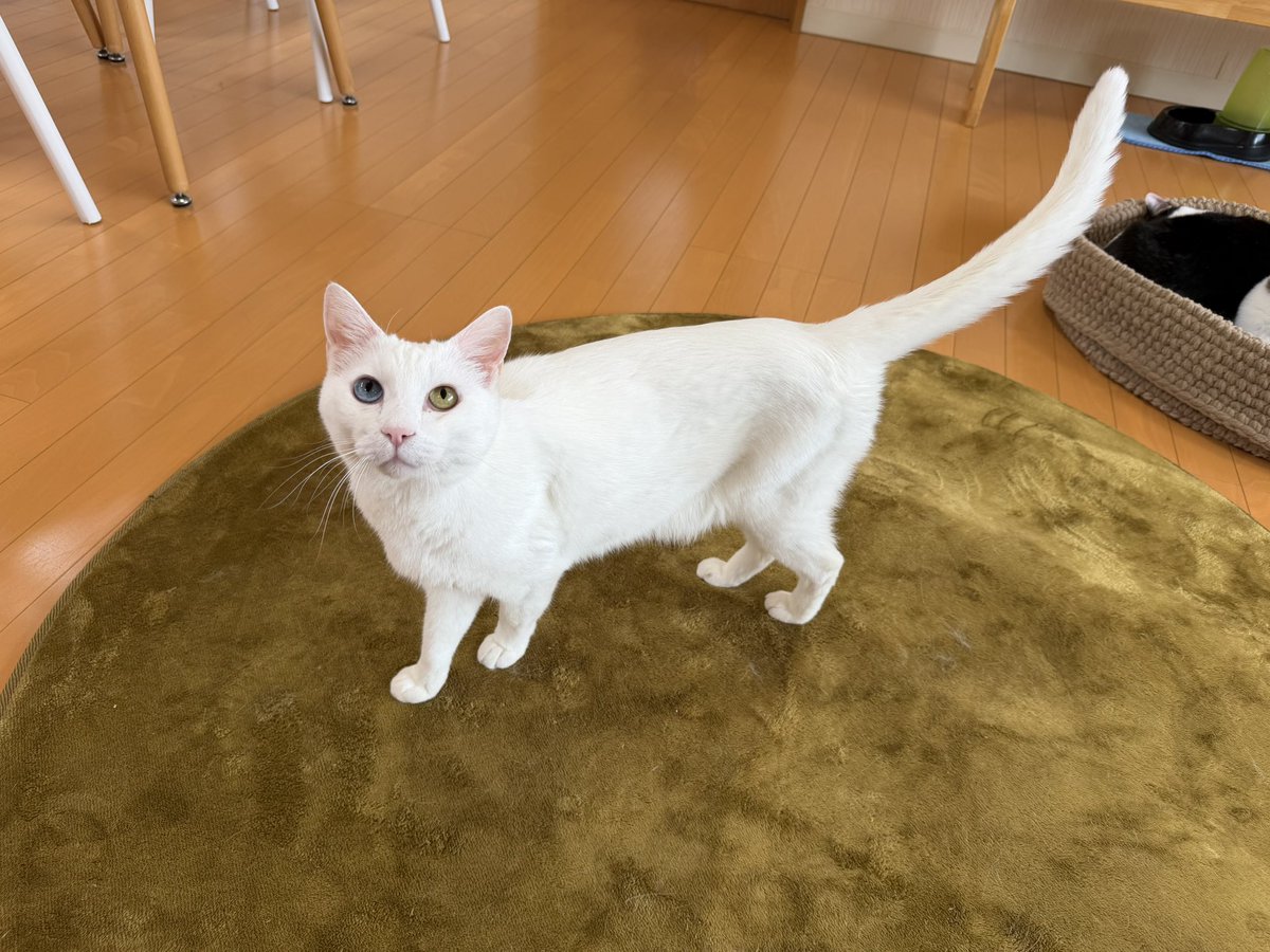 猫カフェ福ねこ@福井 tweet media