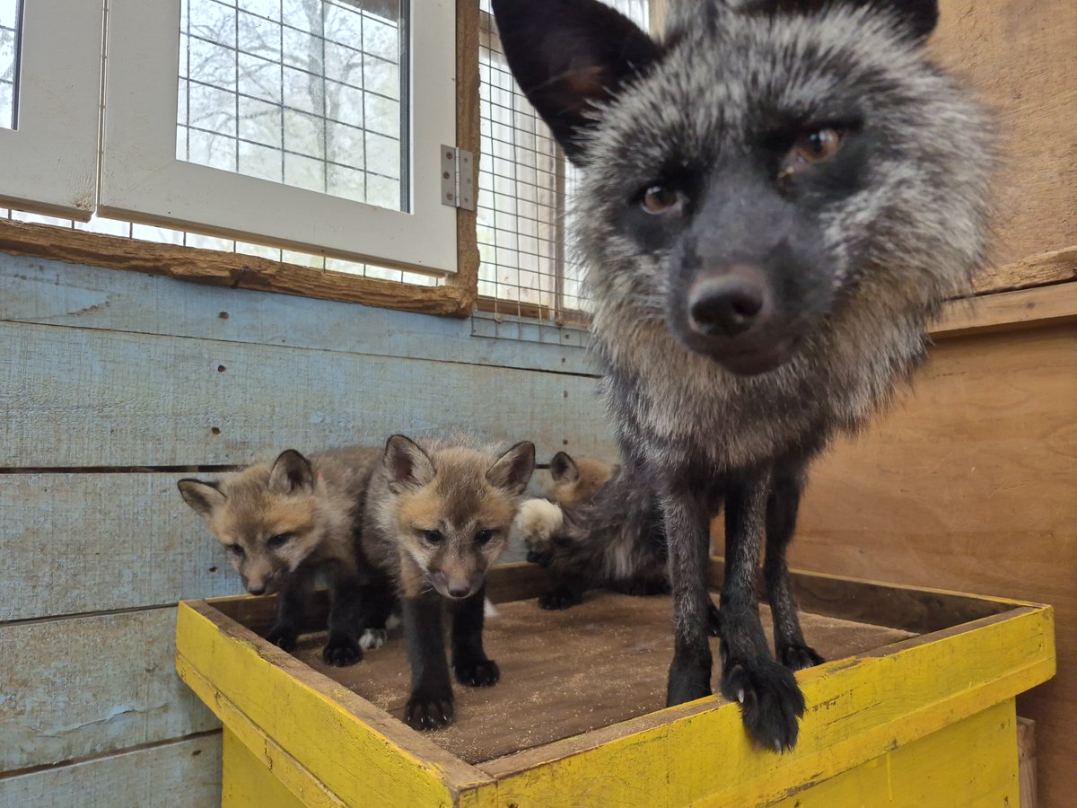 宮城蔵王キツネ村(公式)🦊 tweet media