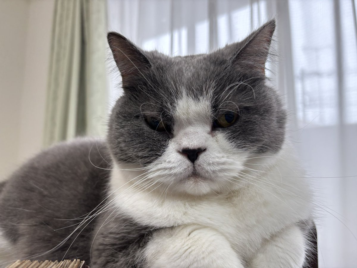 tottomei67's tweet photo. カイ4月17日が誕生日で14歳になってましたー🎂
うちに来たのが6月だから飼い主毎年忘れちゃう

メイちゃんの一歳下だったけど、追い越しちゃったね。

長生きしてね😊 https://t.co/pTrG5fYo1b