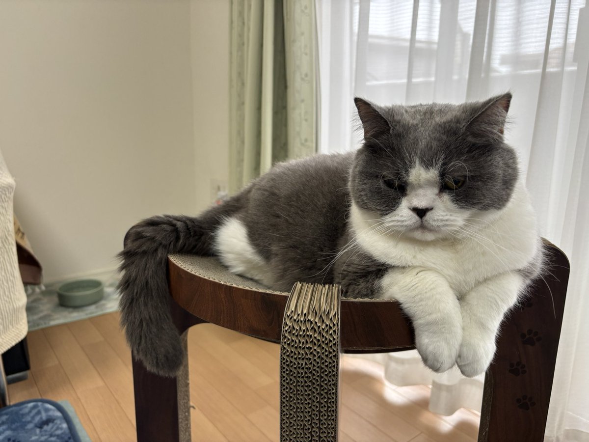 tottomei67's tweet photo. カイ4月17日が誕生日で14歳になってましたー🎂
うちに来たのが6月だから飼い主毎年忘れちゃう

メイちゃんの一歳下だったけど、追い越しちゃったね。

長生きしてね😊 https://t.co/pTrG5fYo1b
