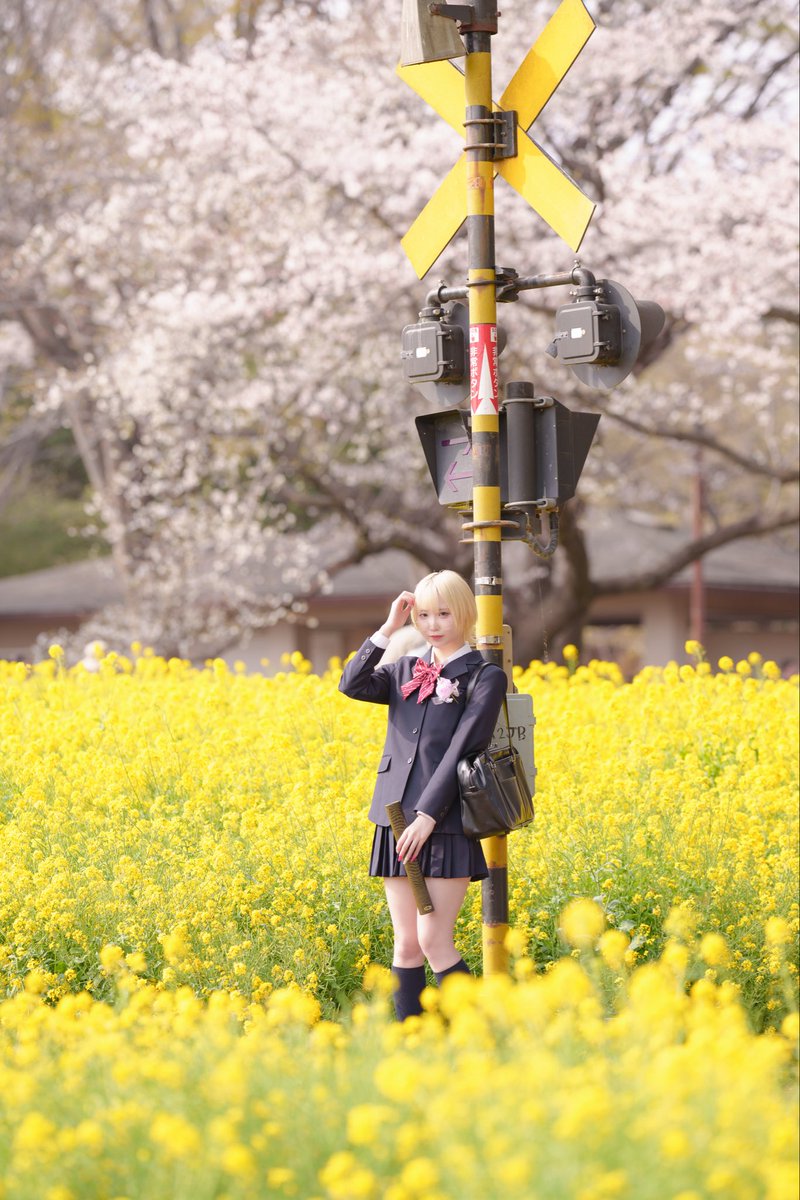 ummqum's tweet photo. 菜の花と桜 https://t.co/CIcJmp2lgx