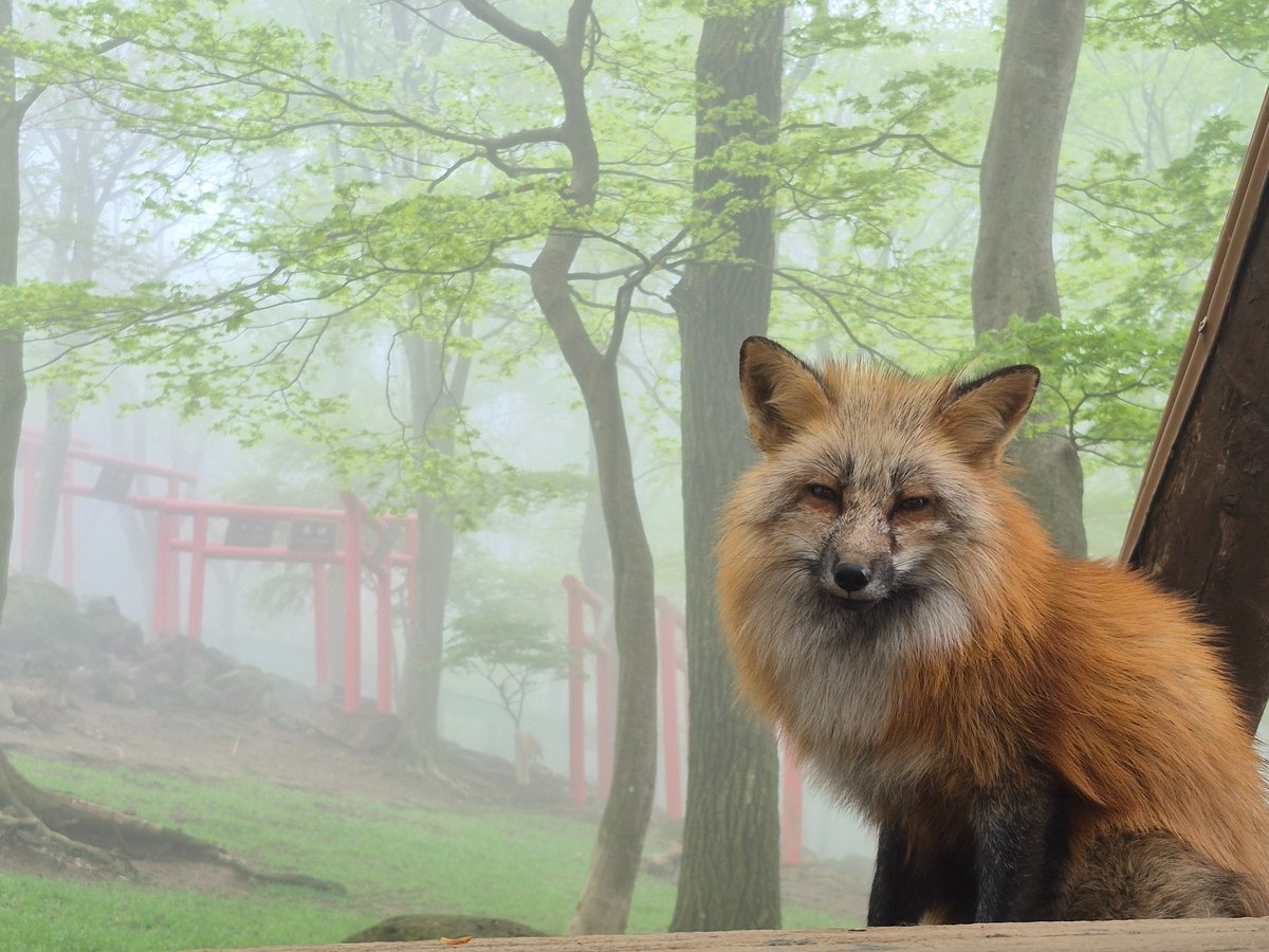⛩🦊
