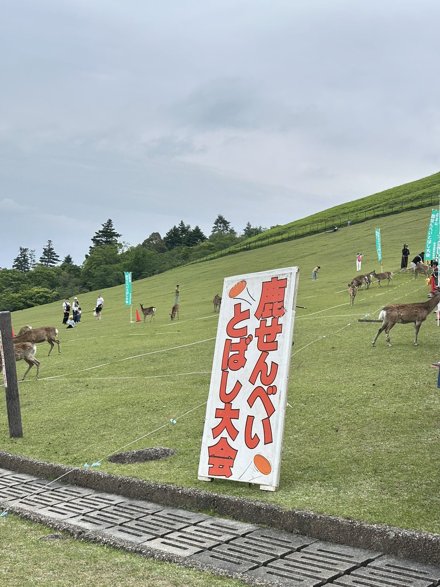 オシシュウ@サビ猫家臣団🥖 tweet media